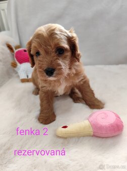 Cavapoo - 4