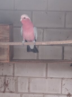 Prodám kakadu růžový agapornis škraboškový - 4
