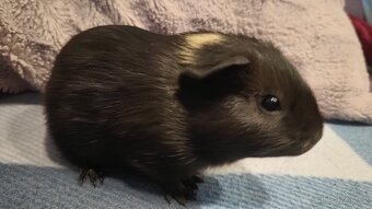 Morče, samička, mládě 6 týdnů - 4