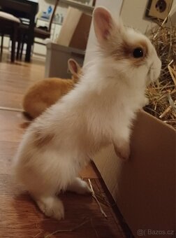 Zakrslí králík - 4