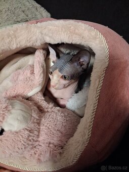 Prodám kotě sphynx - 4