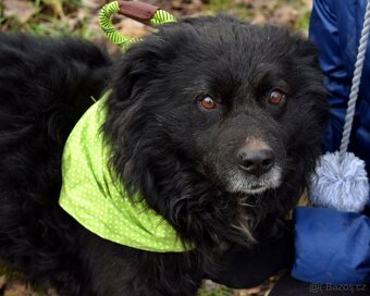 TICEAS K ADOPCI- 3 ROKY,TULÍCÍ ČERTÍK,HODNÝ,KLIDNÝ - 4
