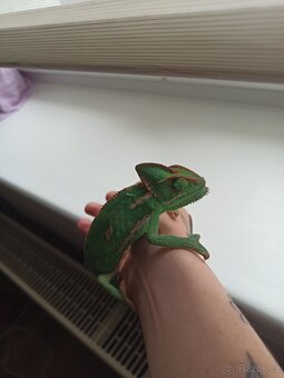 Chameleon Jemenský - 4