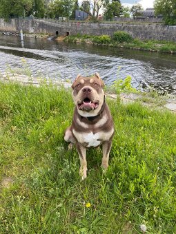American bully XL - 4