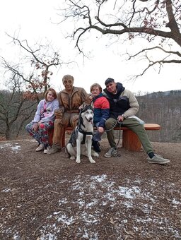 Sibiřský husky čistokrevný - 4