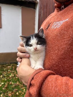 Darujeme koťata - 4