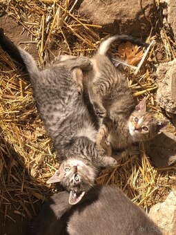 Darujeme koťata - 4