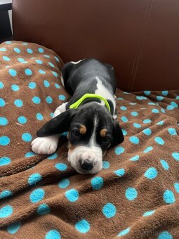 Bernský honič-štěňata-prodej - 4