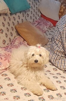 Maltézský psík - 4