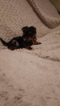 Prodám yorkšírský teriér - 4