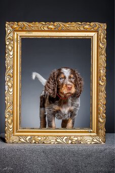 Pikardský ohař - štěně s PP - 4