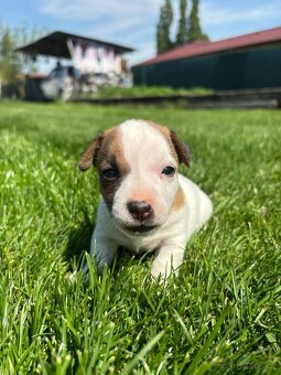 Jack russel teriér - 4
