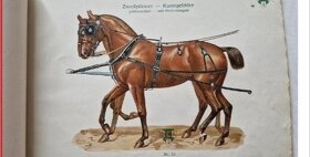 Koupím tento koňský katalog - 4