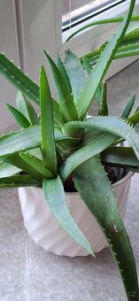Aloe pravá - 4