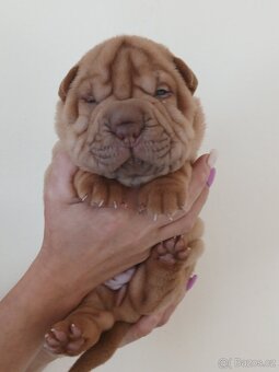 Sharpei,šarpej stěně s PP - 4