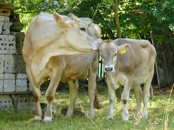 REZERVACE - Jalovička Brown Swiss - 4