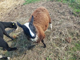 Beran zwartbles - 4