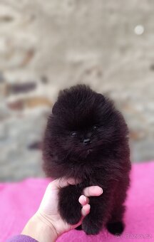 Pomeranian s PP k rezervaci - 4