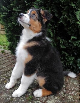 Australský ovčák - štěňě tříměsíční fenka s PP - 4