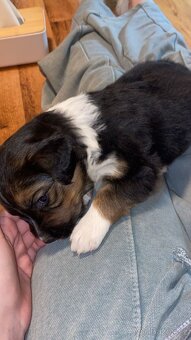 Border kolie bez PP - 4