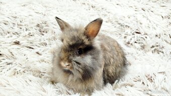 Zakrslý králík, králíček - HARRY - 4