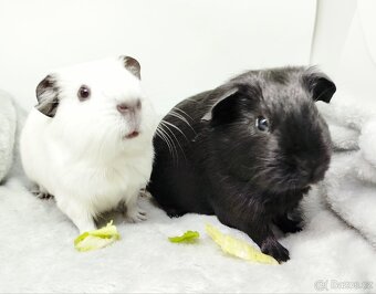 Morče, Morčata, Morčátko, Morčátka - JIN A JANG - 4