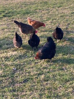 Domácí vajíčka - 4