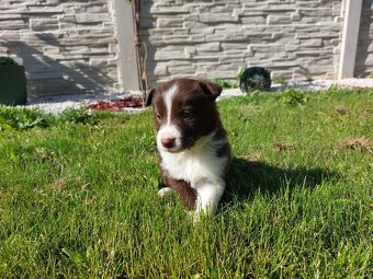Border kolie - 4