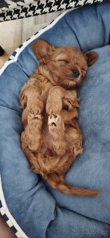 Cavapoo - 4