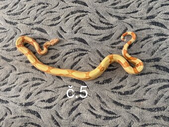 Boa constrictor - Hroznýš královský - 4