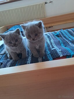Britská lila a modrá koťata - 4