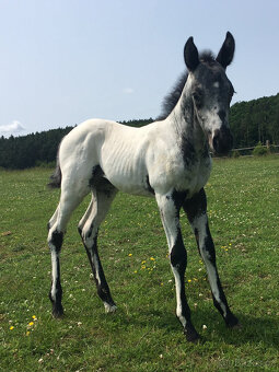 Klisničky Appaloosa k zamluvení - 4