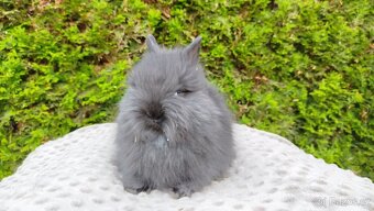 Zakrslý králík, králíček - (TEDDY)-OLAF,OLIVER,OLINA - 4