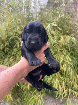 Flat coated retriever s PP - štěňátka černí pejsci - 4