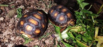 Želva uhliřská mláďata - 4