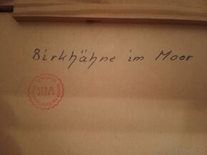 Tetřevi na  vřesovišti - 4