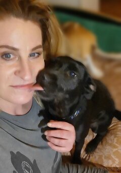 Pohlídám vašeho pejska Plzeň - 4