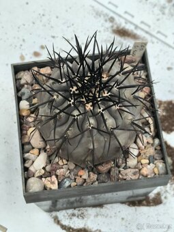 Kaktusy a sukulenty - 4