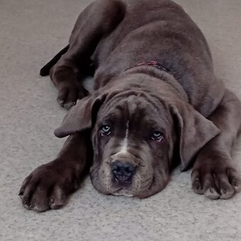 Cane Corso - 4