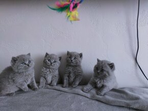 Britská modrá koťata krátkosrstá - 4