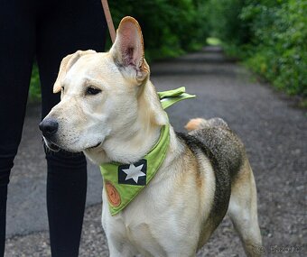 DELISO K ADOPCI - 2 ROKY, HODNÝ, KLIDNÝ,KONTAKTNÍ - 4