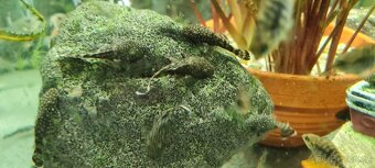 Ancistrus sp. - 4
