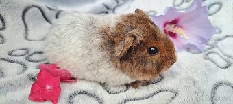 Morče, morčátko (Teplicko či přepravce) - 4