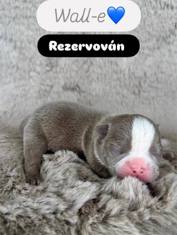 Bostonský teriér s PP - 4