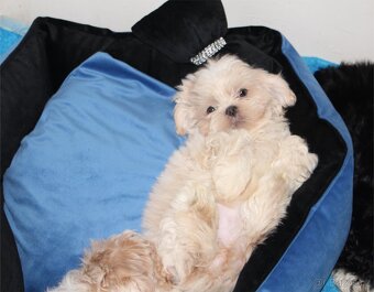 Shih tzu s PP Shih-tzu Shi cu Shi tzu - 4