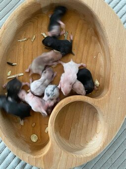 Křeček Syrský nar. 6.3.2026 - 4