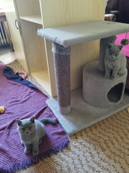 Britská koťátka - 4