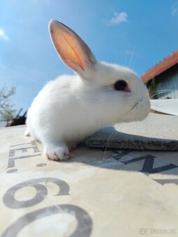 Zakrslý králík - 4