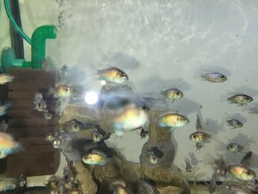 Akara blue neon prodám mláďata nebo vyměním za jiné rybičky - 4