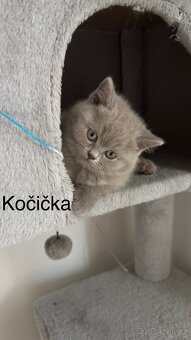 Britská koťáta - 4